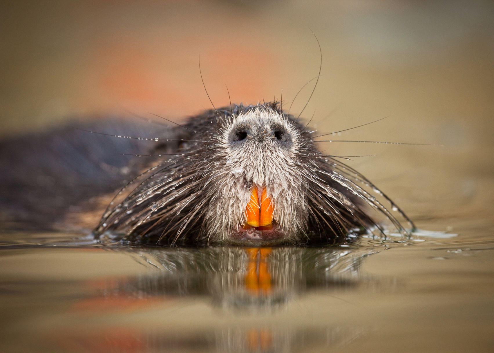 Nutria